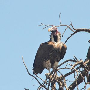 Lappet-faced Vulture, Khwai Community Area, Botswana, 25/04/16