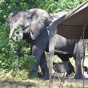 Camp Visitor, Khwai Community Area, Botswana, 25/04/16