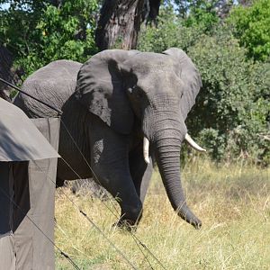 Camp Visitor, Khwai Community Area, Botswana, 25/04/16