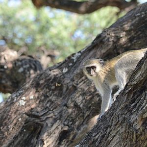 Vervet Monkey, Khwai Community Area, Botswana, 25/04/16