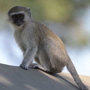 Vervet Monkey, Khwai Community Area, Botswana, 25/04/16