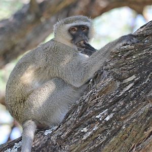 Vervet Monkey, Khwai Community Area, Botswana, 25/04/16