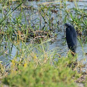 Black Heron, Khwai Community Area, Botswana, 25/04/16