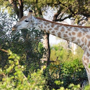 Southern Giraffe, Khwai Community Area, Botswana, 25/04/16