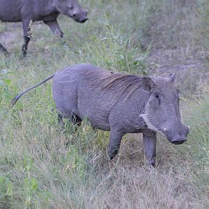 Common Warthog, Khwai Community Area, Botswana, 25/04/16