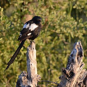 Magpie Shrike, Khwai Community Area, Botswana, 26/04/16