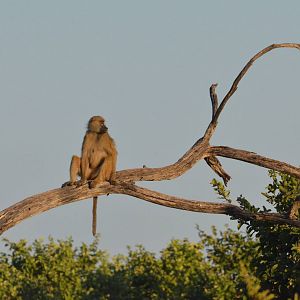 Chacma Baboon, Khwai Community Area, Botswana, 26/04/16