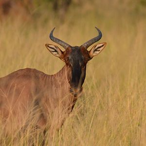 Western Tsessebe, Khwai Community Area, Botswana, 26/04/16