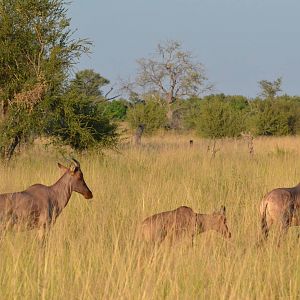 Western Tsessebes, Khwai Community Area, Botswana, 26/04/16