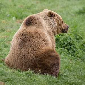 Brown bear : Whipsnade : 15 May 2016