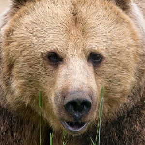 Brown bear : Whipsnade : 15 May 2016