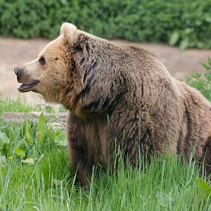 Brown bear : Whipsnade : 15 May 2016