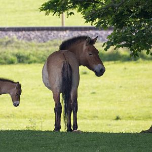 Przewalskis horse : Whipsnade : 15 May 2016