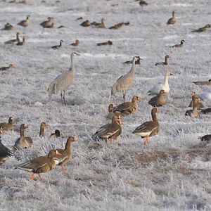 Sandhill Cranes, White-fronted, Snow, and Cackling Geese