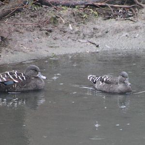 African black ducks