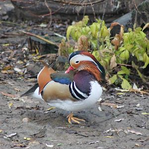 Mandarin duck