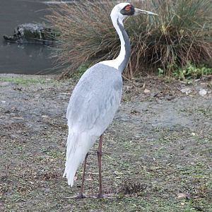 White-necked crane