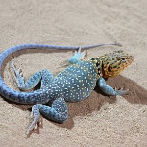 Common collared lizard