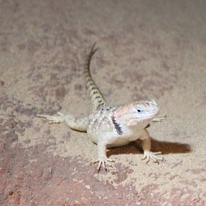 Desert spiny lizard