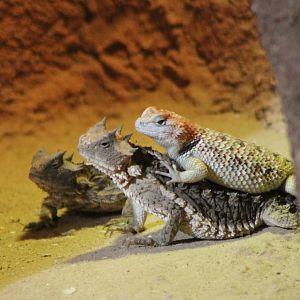 Desert spiny lizard and Giant horned lizards