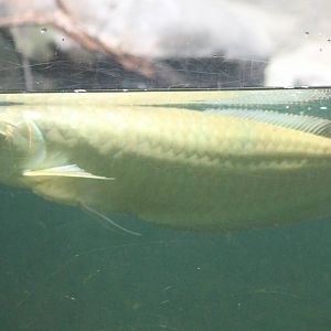 Silver arowana