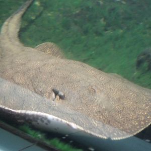 Vermiculate river stingray