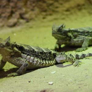 Giant horned lizards