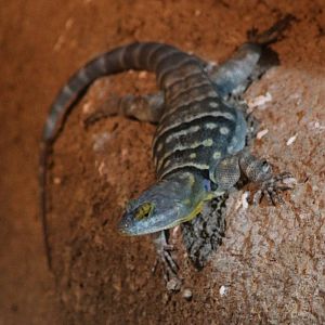 Baja blue rock lizard