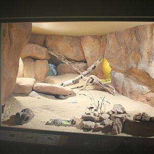 North American desert enclosure