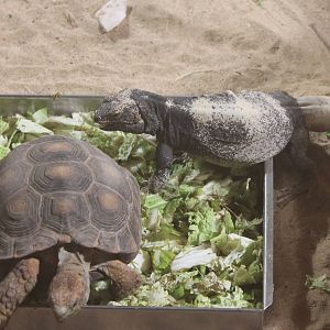 Texas tortoise and Common chuckwalla