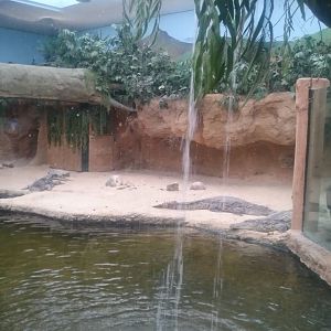 Nile crocodile enclosure