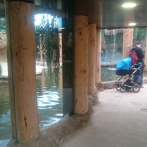 Nile crocodile enclosure