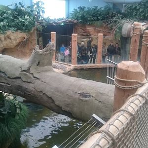 Nile crocodile enclosure from above
