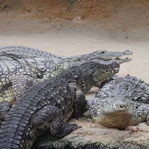 Nile crocodiles