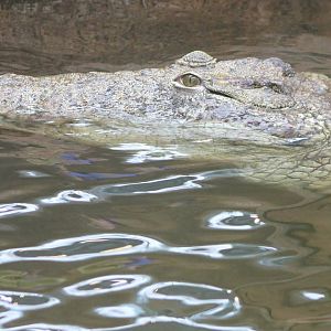 Nile crocodile
