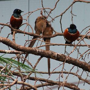 Superb starlings and Speckled mousebirds