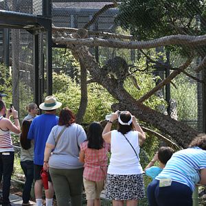 Snow leopard exhibit
