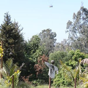Balloon and tiger trail