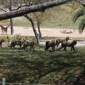 six cheetah cubs