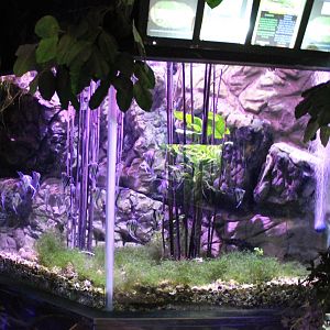 Fresh-water angelfish aquarium