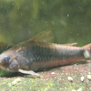 Corydoras aeneus