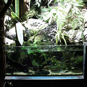 Neon tetra and Corydoras aquarium