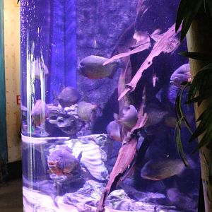 Piranha and Pleco aquarium