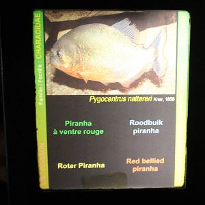 Piranha sign