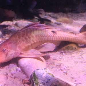 Prop. Hypostomus species