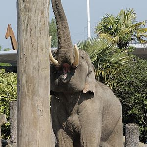 Aung Bo has to stretch