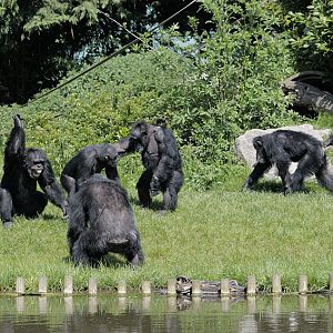 Chimpanzee kerfuffle