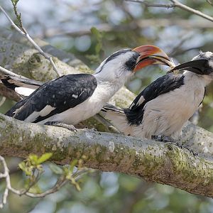 Have a locust my dear