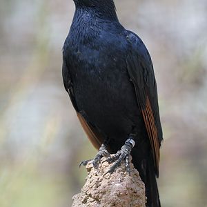 Chestnut-winged starling or red-winged starling