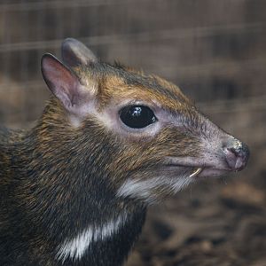 Philippine chevrotain